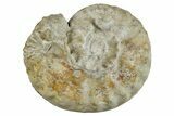 Cretaceous Ammonite (Pervinquieria) Fossil - Texas #262715-1